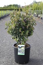 Parrotia persica PERSIAN SPIRE (PBR) cont. 12L 80-100 cm +f