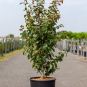 Parrotia persica PERSIAN SPIRE (PBR) cont. 12L 80-100 cm +p
