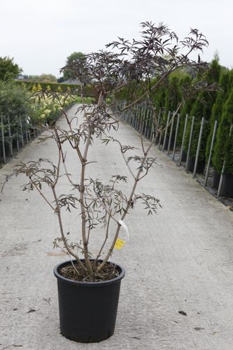 [P] Sambucus nigra BLACK LACE (PBR) cont. 30L 125-150 cm +B