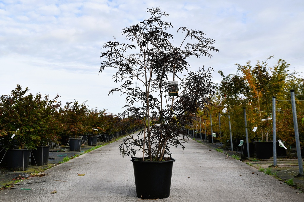 [P] Sambucus nigra BLACK LACE (PBR) cont. 30L 125-150 cm +f