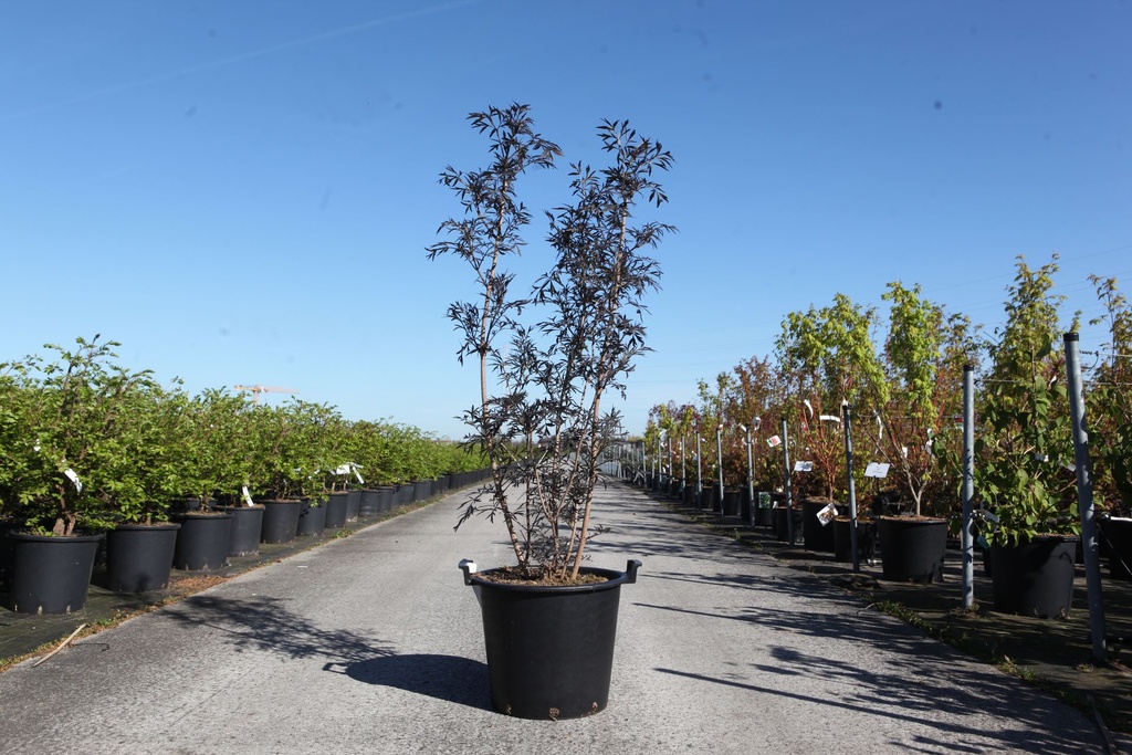 [P] Sambucus nigra BLACK LACE (PBR) cont. 30L 125-150 cm +p
