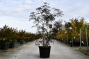 Sambucus nigra BLACK LACE (PBR) cont. 30L 125-150 cm +f