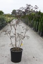 Sambucus nigra BLACK LACE (PBR) cont. 30L 125-150 cm +p