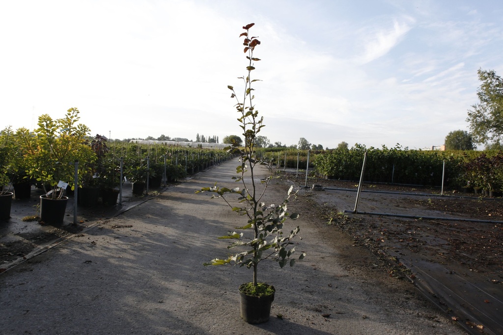 [P] Fagus sylvatica 'Atropunicea' cont. 3L 60-80 cm