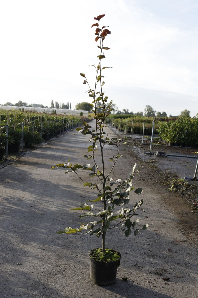 [P] Fagus sylvatica 'Atropunicea' cont. 3L 60-80 cm