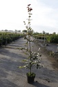 Fagus sylvatica 'Atropunicea' cont. 3L 60-80 cm