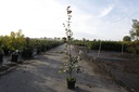 Fagus sylvatica 'Atropunicea' vaso 3L 60-80 cm