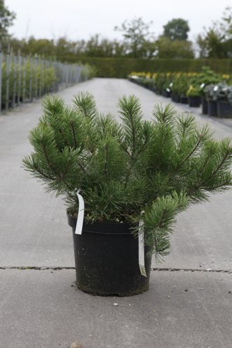 [P] Pinus mugo mugo cont. 10L 40-50 cm