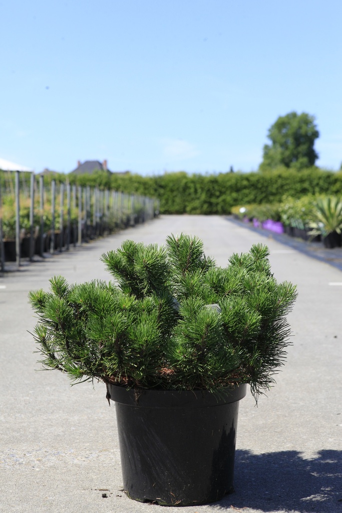 Pinus mugo mugo cont. 10L 40-50 cm