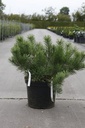 Pinus mugo mugo cont. 10L 40-50 cm
