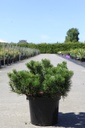 Pinus mugo mugo cont. 10L 40-50 cm