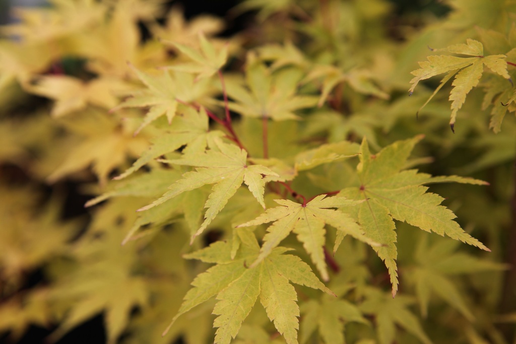 Acer palmatum 'Sangokaku' cont. 50L 150-175 cm