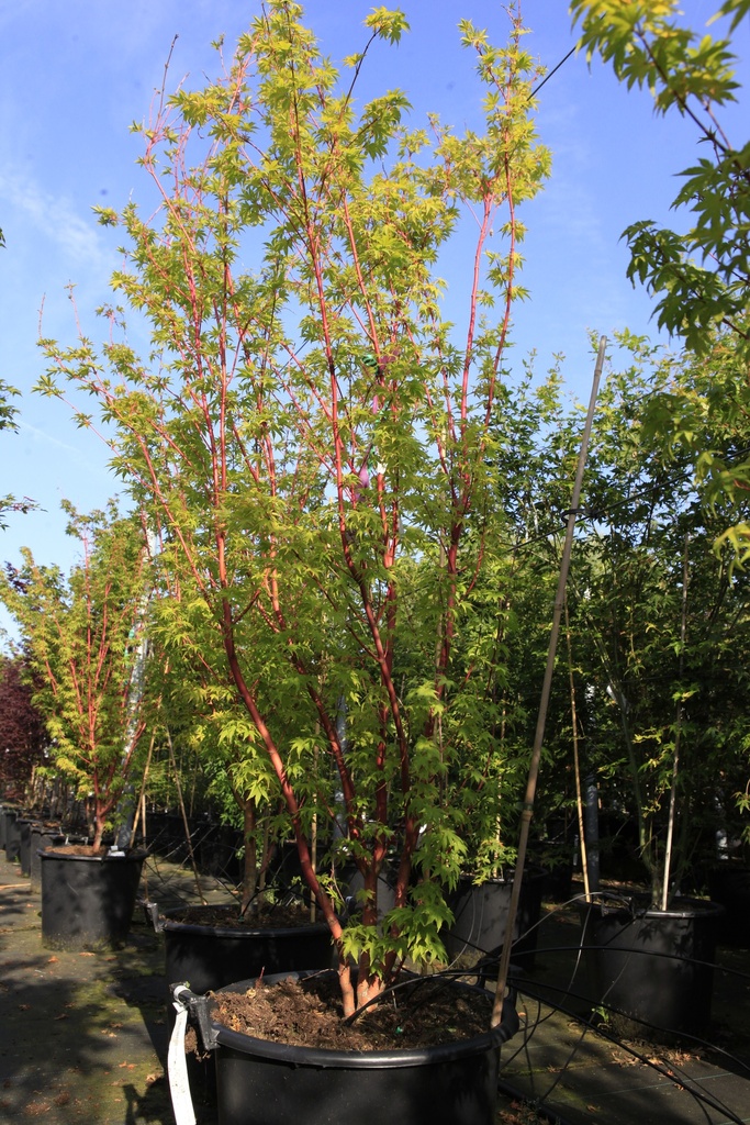 Acer palmatum 'Sangokaku' cont. 50L 150-175 cm