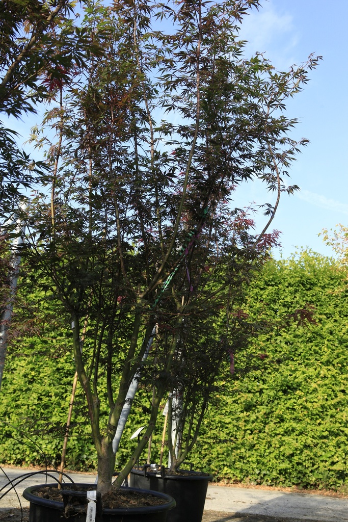 Acer palmatum 'Atropurpureum' cont. 50L 175/+ cm