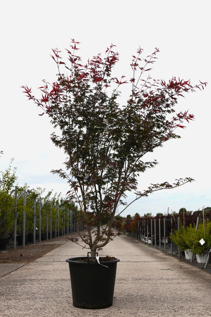[P] Acer palmatum 'Atropurpureum' cont. 50L 175/+ cm