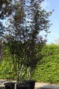 Acer palmatum 'Atropurpureum' cont. 50L 175/+ cm