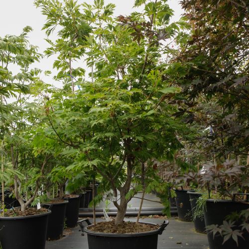 Acer japonicum 'Aconitifolium' cont. 50L 100-125 cm