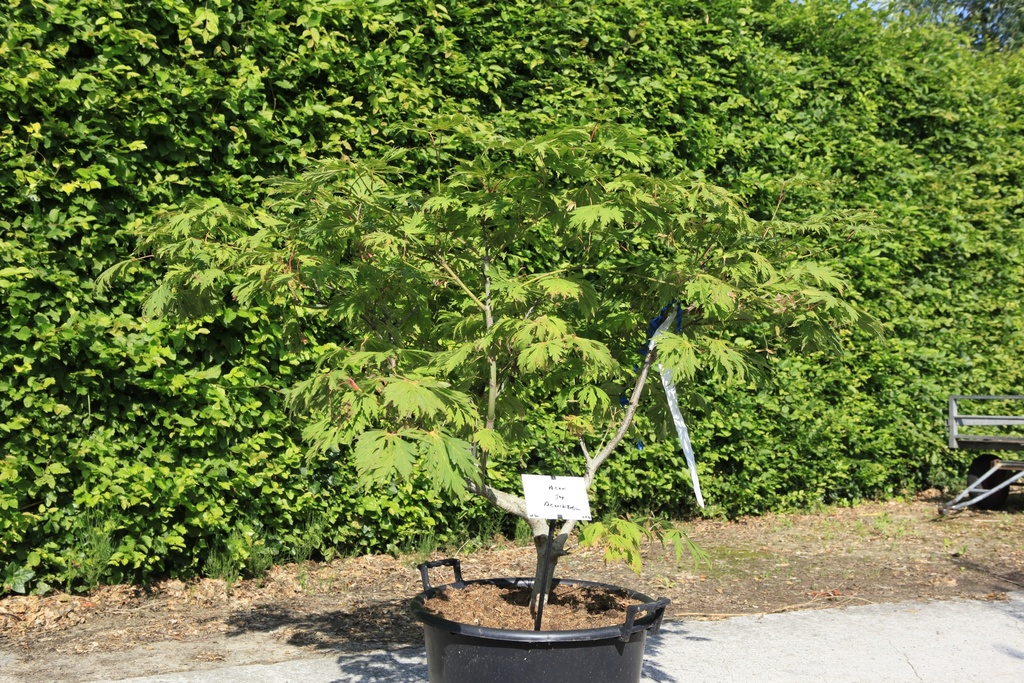 Acer japonicum 'Aconitifolium' cont. 50L 100-125 cm