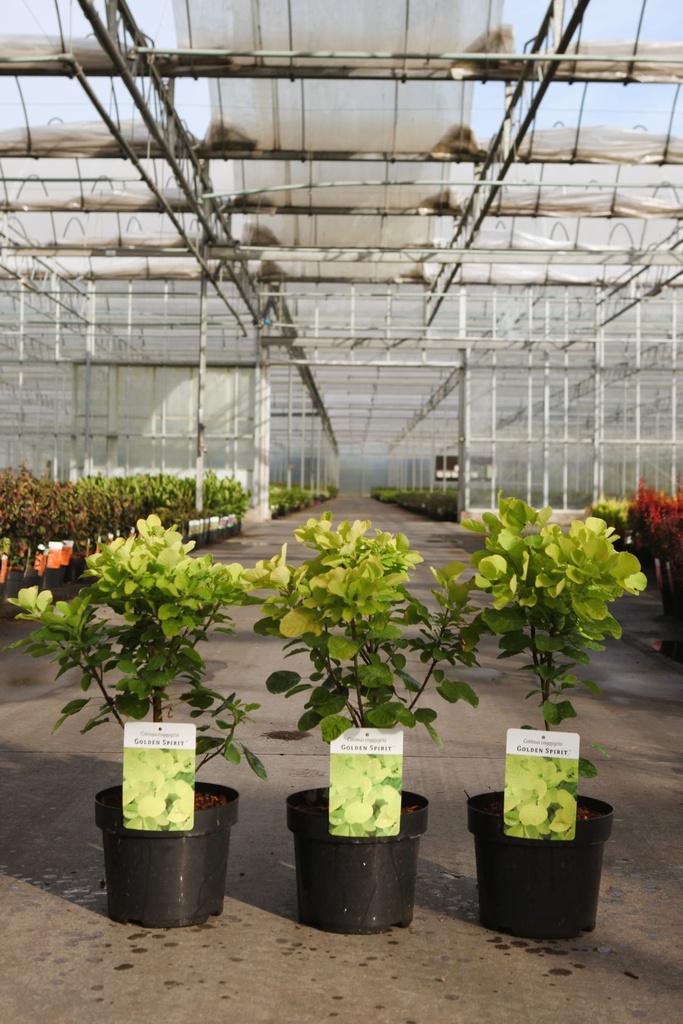 Cotinus coggygria GOLDEN SPIRIT (PBR) cont. 3,6L 40/+ cm +p