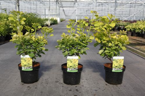 Cotinus coggygria GOLDEN SPIRIT (PBR) cont. 3,6L 40/+ cm +p