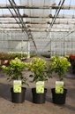 Cotinus coggygria GOLDEN SPIRIT (PBR) cont. 3,6L 40/+ cm +ф