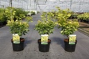 Cotinus coggygria GOLDEN SPIRIT (PBR) cont. 3,6L 40/+ cm +B