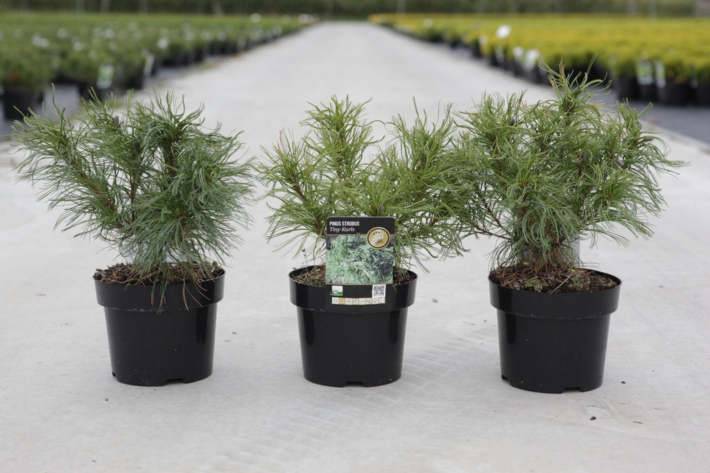 Pinus strobus 'Tiny Kurls' cont. 3L 25-30 cm +f
