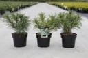Pinus strobus 'Tiny Kurls' cont. 3L 25-30 cm +ф