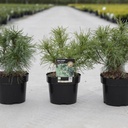 Pinus strobus 'Tiny Kurls' cont. 3L 25-30 cm +B