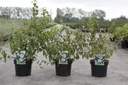 Philadelphus 'Beauclerk' cont. 3,6L 50-60 cm +p