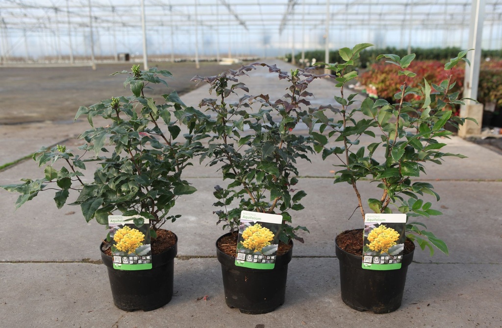Mahonia aquifolium cont. 3,6L 30-40 cm +f
