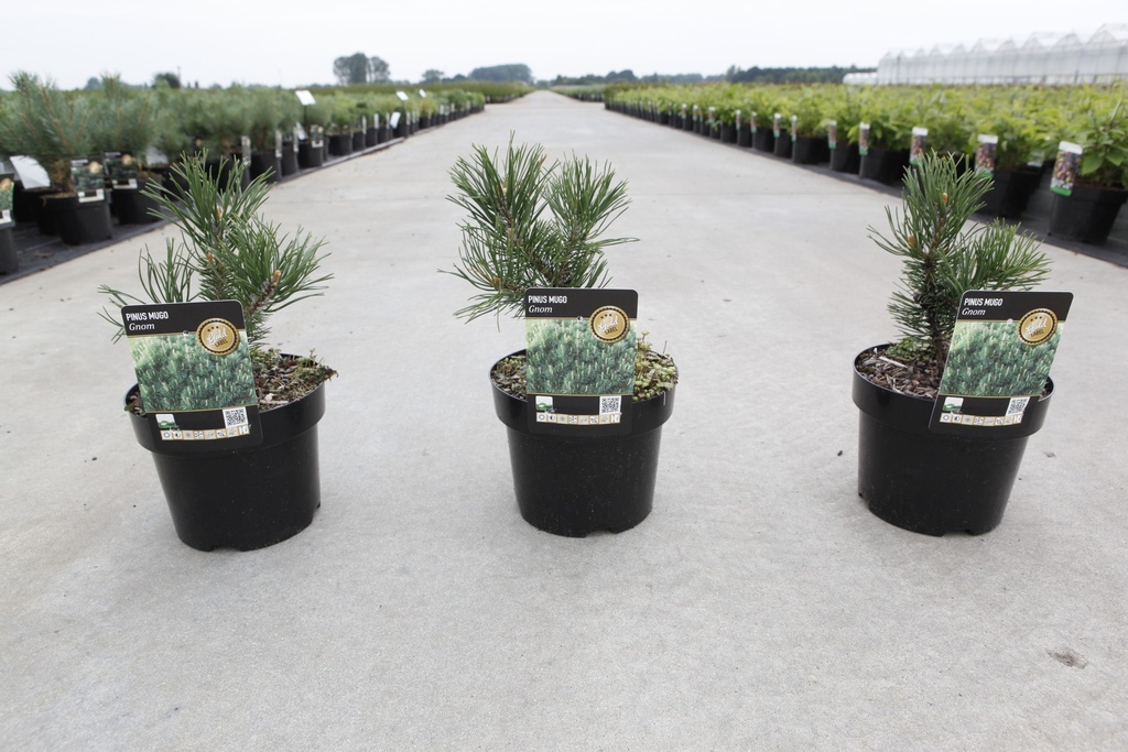 Pinus mugo 'Gnom' cont. 3L 15-20 cm +f