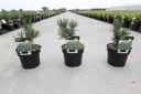Pinus mugo 'Gnom' cont. 3L 15-20 cm +B