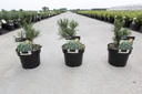 Pinus mugo 'Gnom' cont. 3L 15-20 cm +p