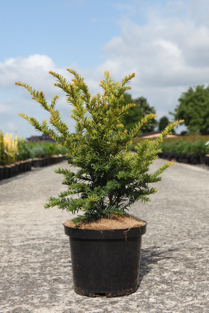[P] Taxus baccata 'Kupfergold' cont. 5L 30-40 cm