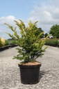 Taxus baccata 'Kupfergold' cont. 5L 30-40 cm