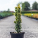 Taxus baccata 'David' cont. 5L 50/+ cm
