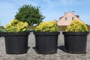 Chamaecyparis obtusa 'Butterball' cont. 5L 20-25 cm