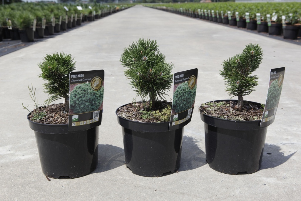 Pinus mugo 'Sherwood Compact' cont. 3L 15/+ cm +f