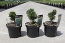 Pinus mugo 'Sherwood Compact' cont. 3L 15/+ cm +B