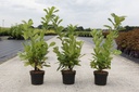 Prunus (L) laurocerasus 'Rotundifolia' cont. 3,6L 80-100 cm