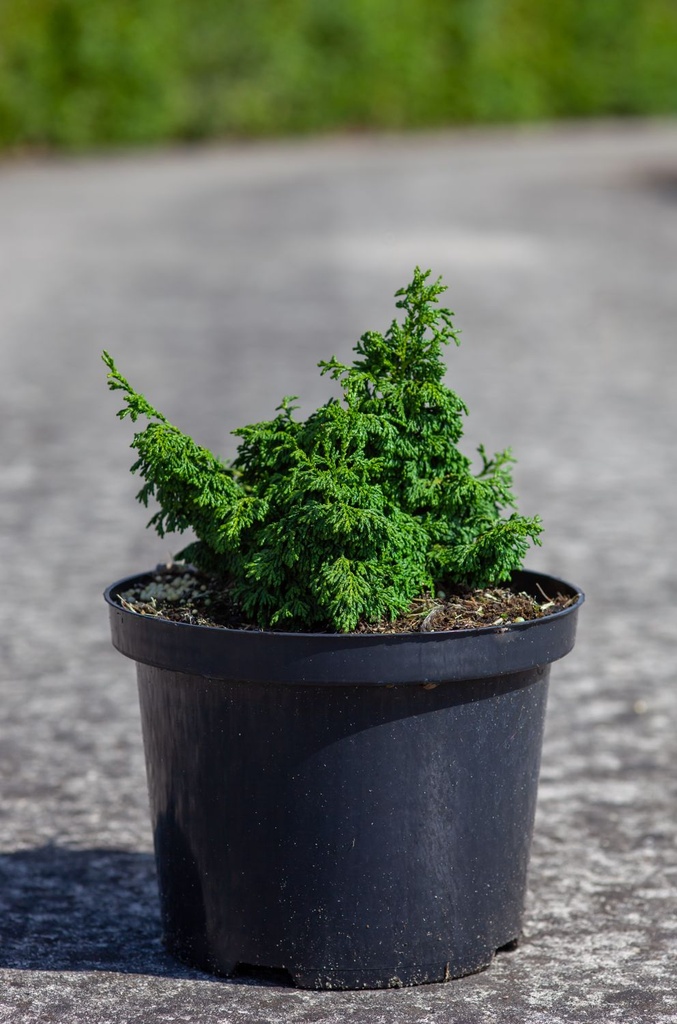 [P] Chamaecyparis obtusa 'Maureen' cont. 5L 20-25 cm