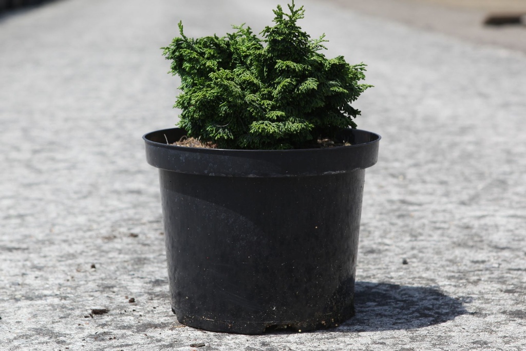 Chamaecyparis obtusa 'Maureen' cont. 5L 20-25 cm