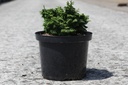 Chamaecyparis obtusa 'Maureen' cont. 5L 20-25 cm