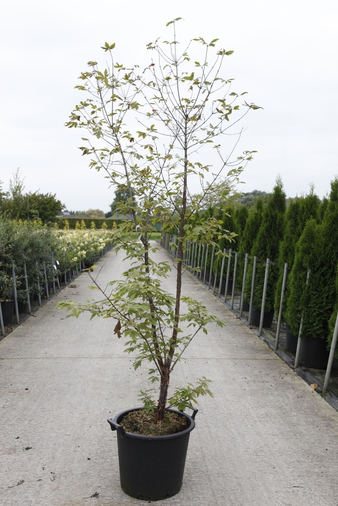 Acer griseum cont. 30L 150/+ cm multi-stem