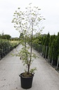 Acer griseum cont. 30L 150/+ cm multi-stem