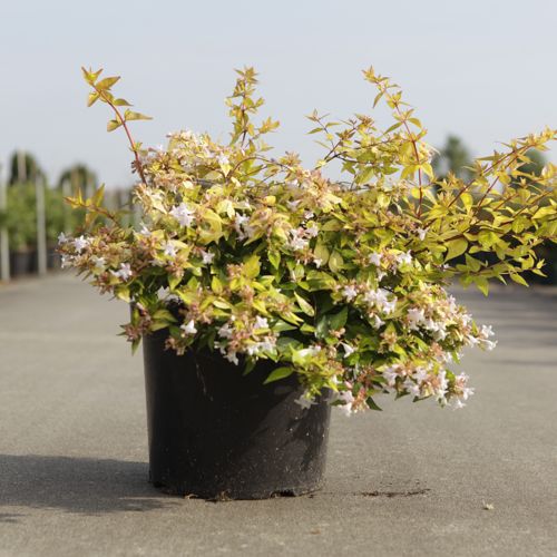 [P] Abelia grandiflora SPARKLING SILVER cont. 10L 40-50 cm +B