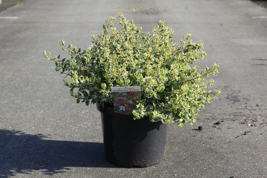 Abelia grandiflora SPARKLING SILVER cont. 10L 40-50 cm +p