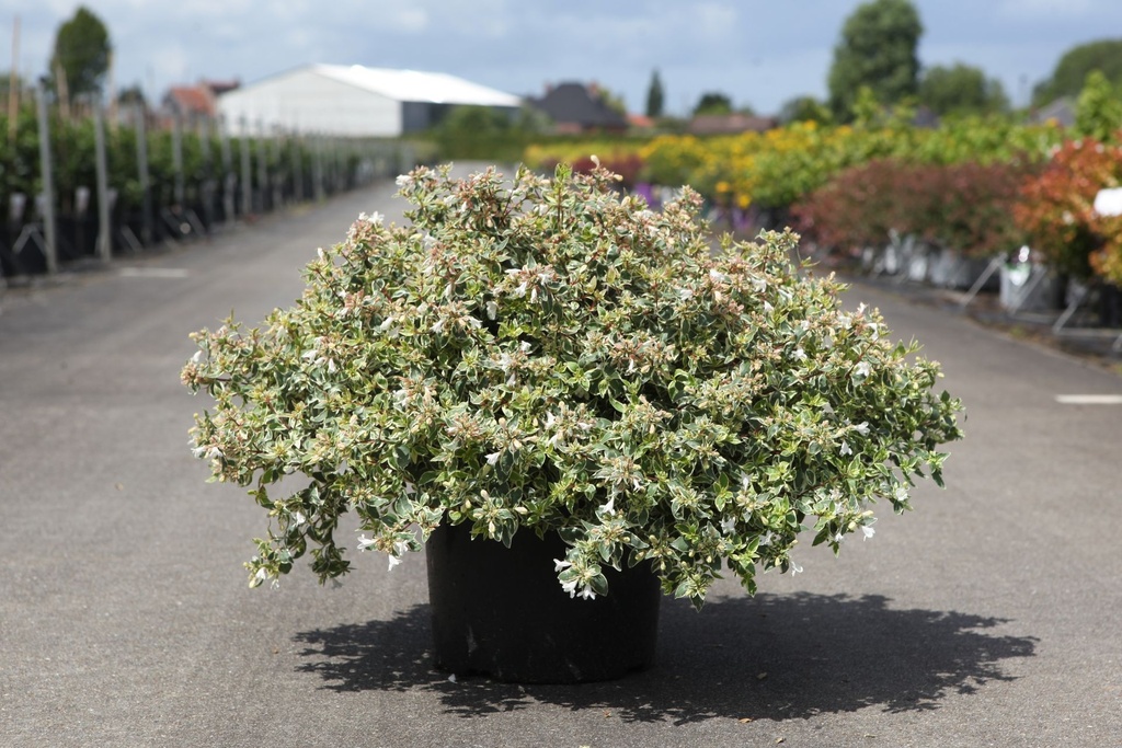 [P] Abelia grandiflora SPARKLING SILVER cont. 10L 40-50 cm +p