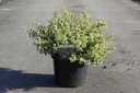 Abelia grandiflora SPARKLING SILVER cont. 10L 40-50 cm +B